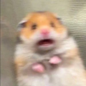 Meet your Posher, Eileen